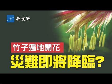 竹子開花的惡兆|「竹子開花，必有異象」，竹子開花真的是「災難」的前兆嗎？